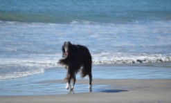 Towner Dog Beach